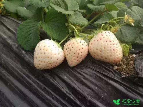 水果种植园一律红生态草莓采摘园太平草莓基地星工场农业生态园天乡